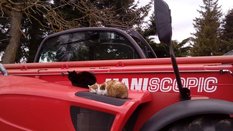 Les chats Bageera et Arizona