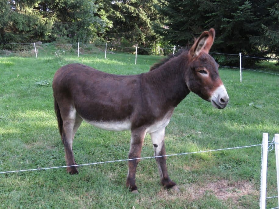 L'âne Chocolat en étape à la Chaumière d'Alambre