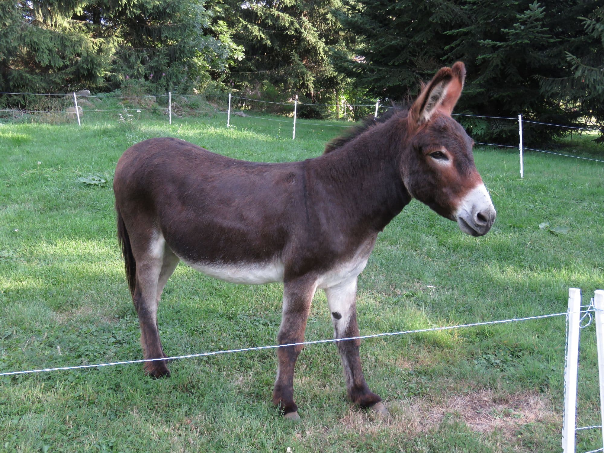 L'âne Chocolat en étape à la Chaumière d'Alambre